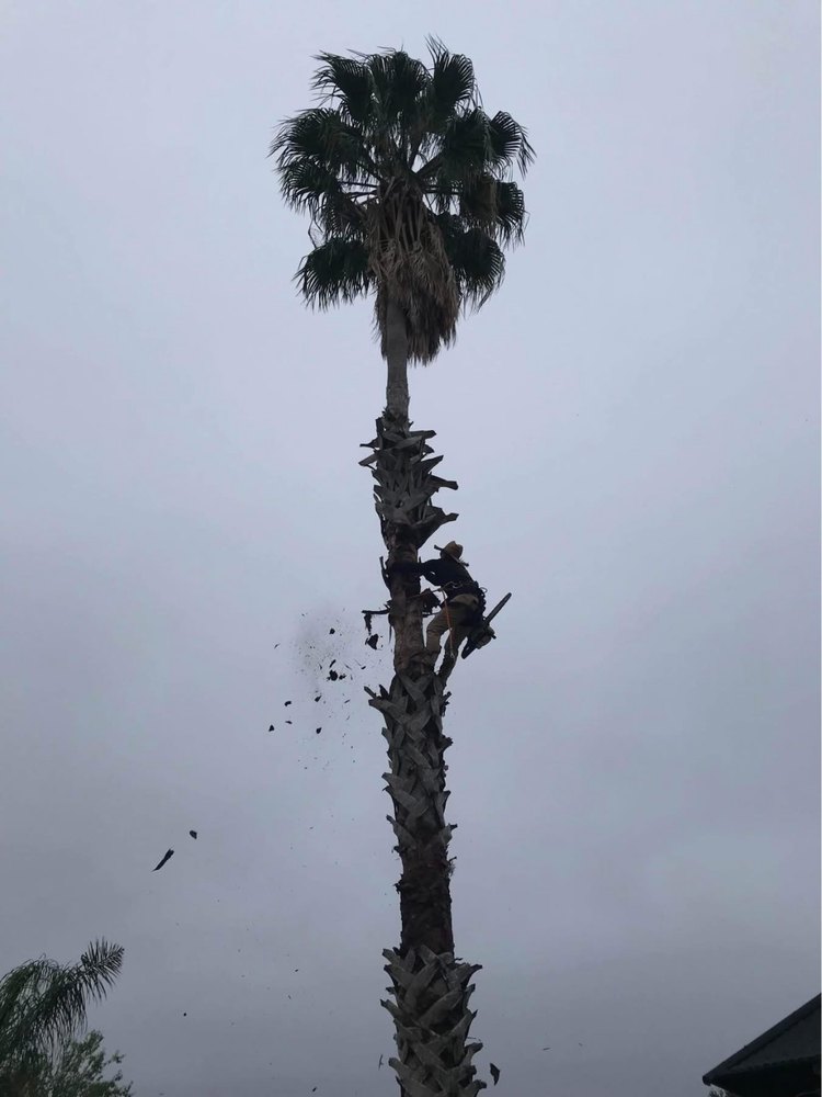 Before palm cleanup and hauling by Del Valle Landscaping